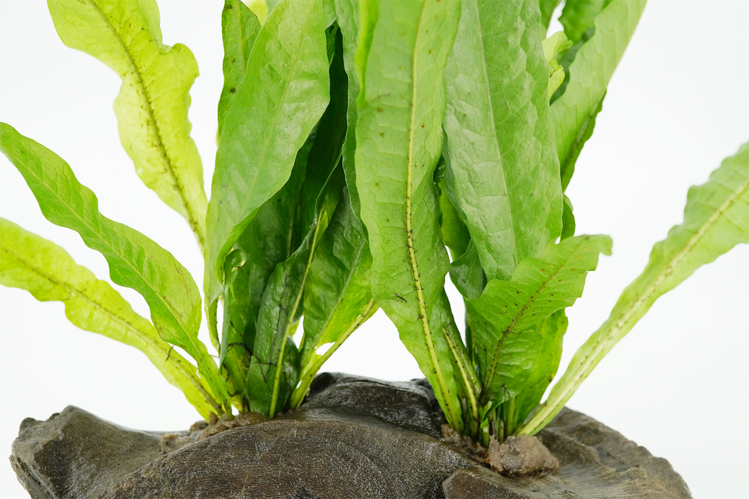 Java Fern - Microsorum Pteropus 15 cm - Driftwood