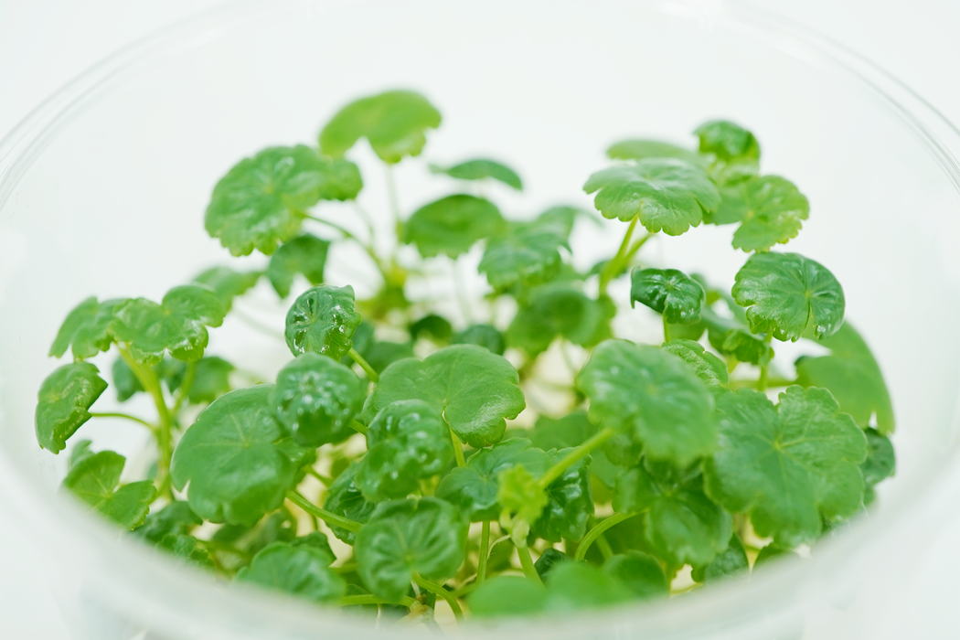 Hydrocotyle Sibthorpioides - Tissue Culture