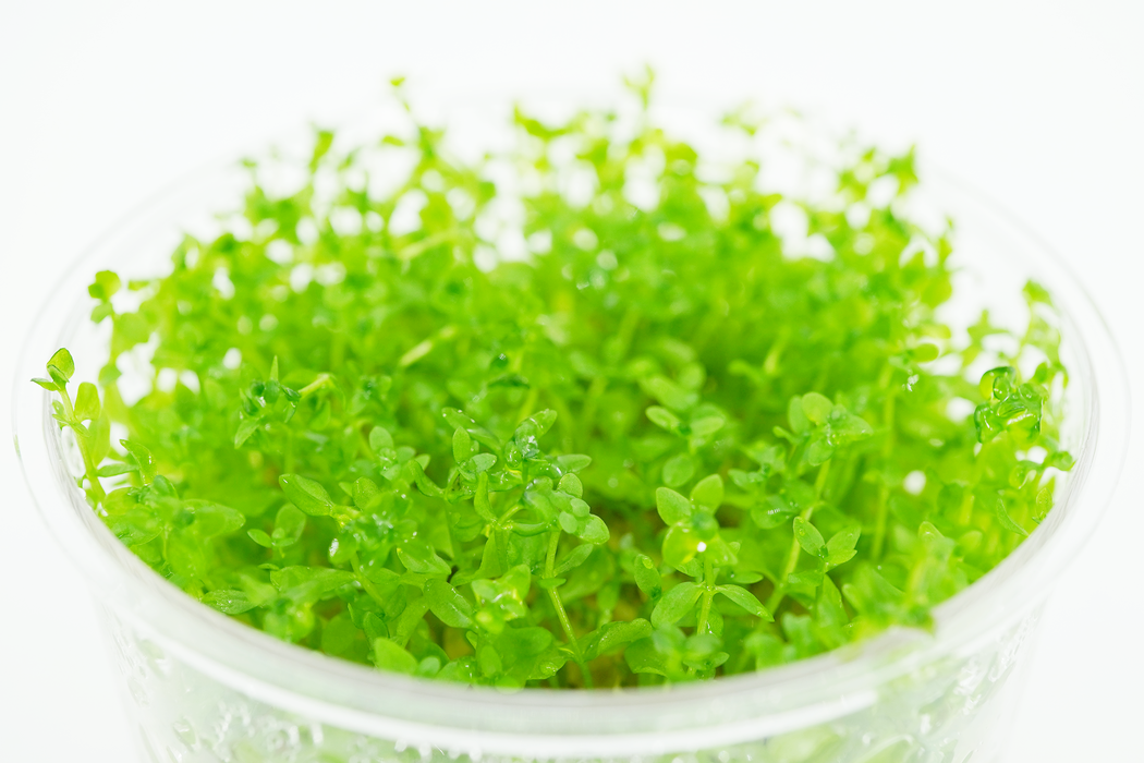 Pearl Weed - Hemianthus Micranthemoides - Tissue Culture