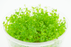 Pearl Weed - Hemianthus Micranthemoides - Tissue Culture