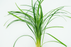 Mondo Grass - Ophiopogon Japonicus - Bundle