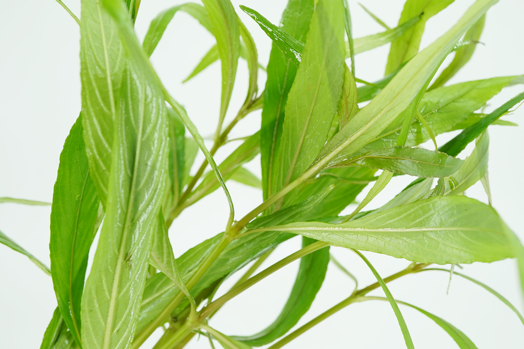 Gulf Swampweed - Hygrophila Lacustris - Bundle