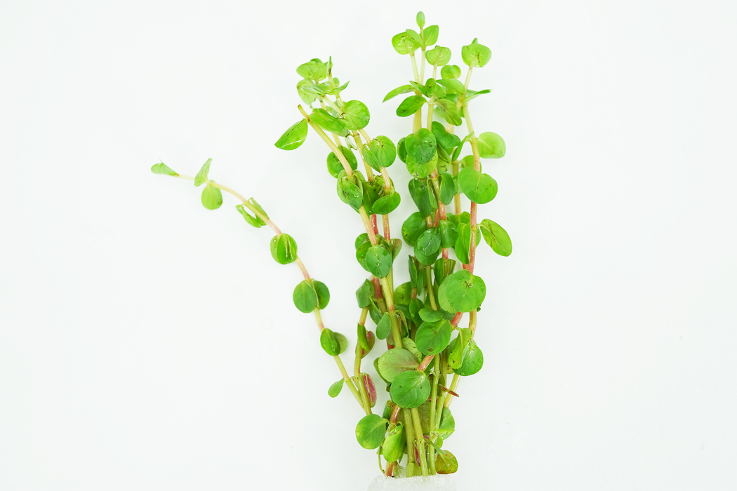 Rotala Indica - Bundle