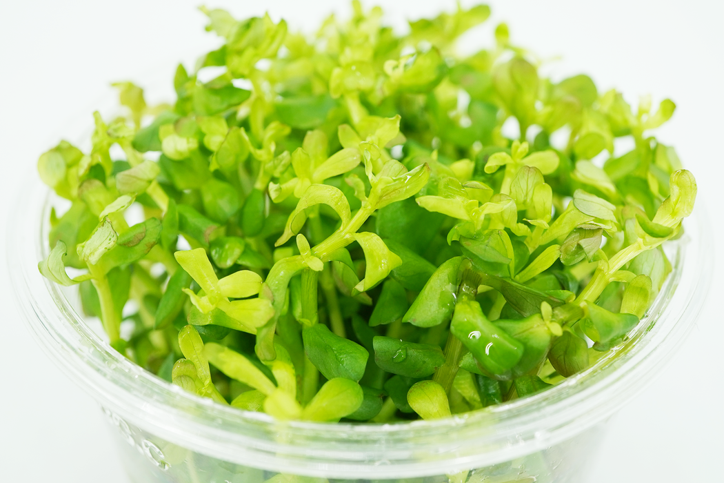 Rotala Bonsai - Tissue Culture