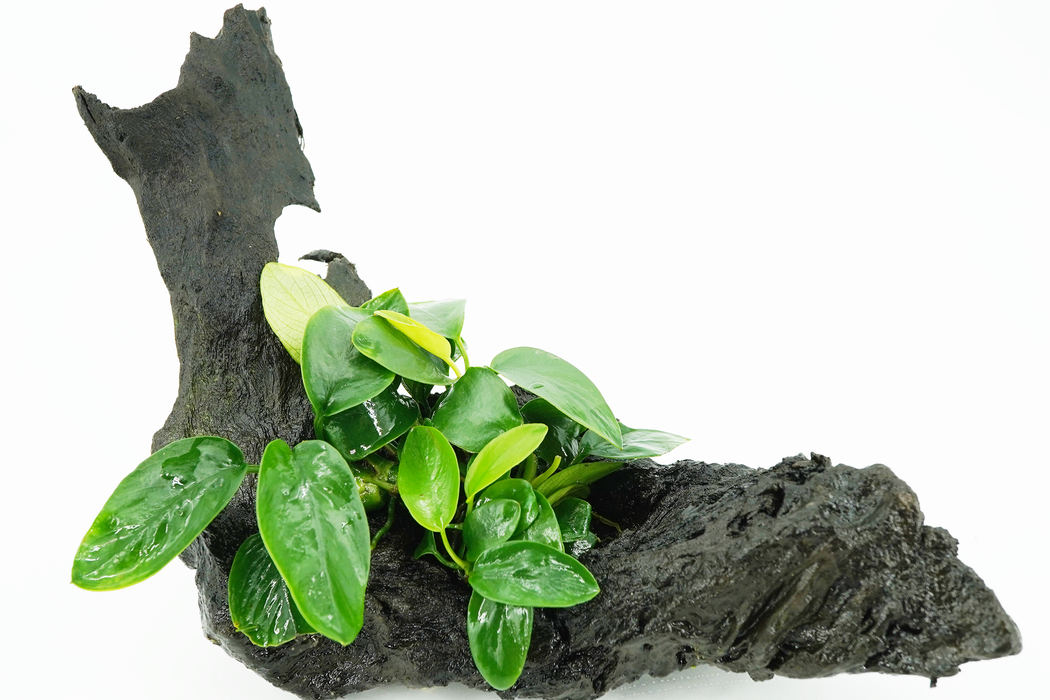 Anubias Nangi - Driftwood