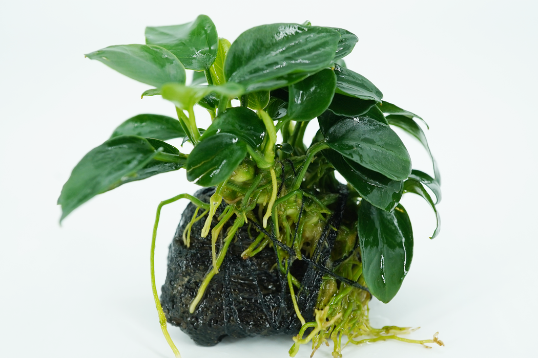 Anubias Nana on Stone - Driftwood