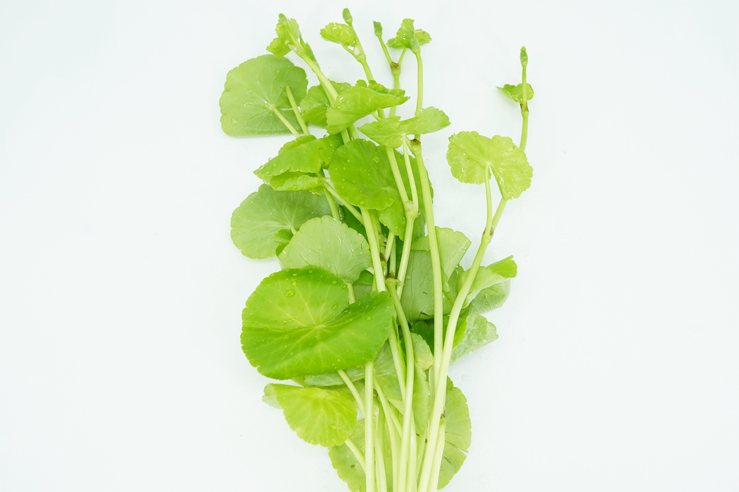 Brazilian Pennywort - Hydrocotyle Leucocephala - Bundle