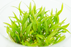 Cryptocoryne Wendtii Green Gecko - Tissue Culture