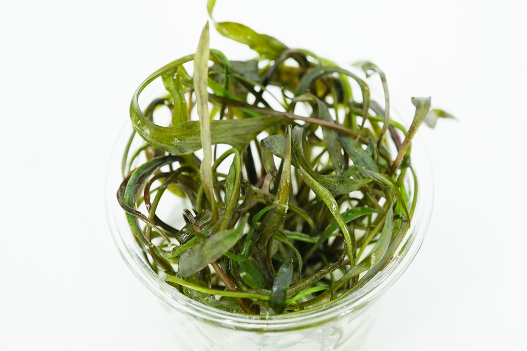 Cryptocoryne Nurii Mini - Tissue Culture