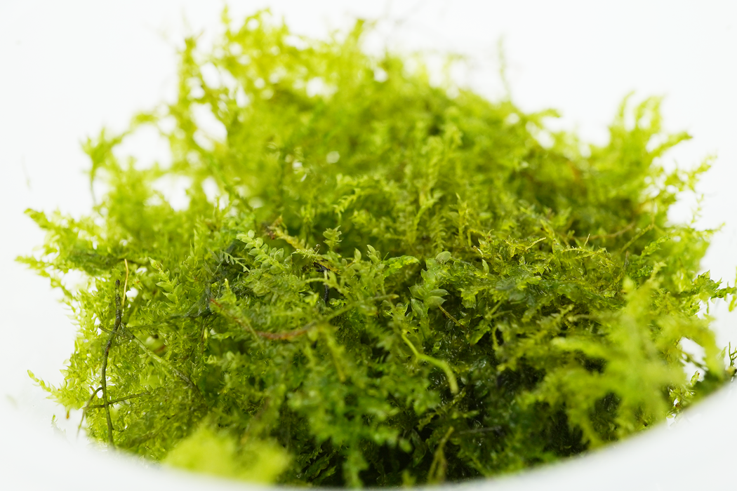 Taiwan Moss- Taxiphyllum Sp Taiwan Moss - In Cup