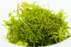 Taiwan Moss- Taxiphyllum Sp Taiwan Moss - In Cup