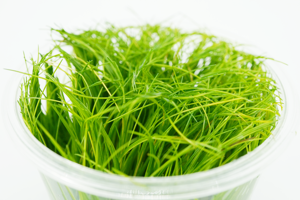 Dwarf Hairgrass - Eleocharis Acicularis Mini - Tissue Culture