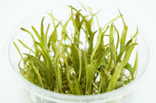 Cryptocoryne Ferruginea Sekadauensis - Tissue Culture