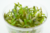 Cryptocoryne Mioya - Tissue Culture