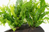 Java Fern Windelov - Microsorum Pteropus Windelov 20 cm - Driftwood