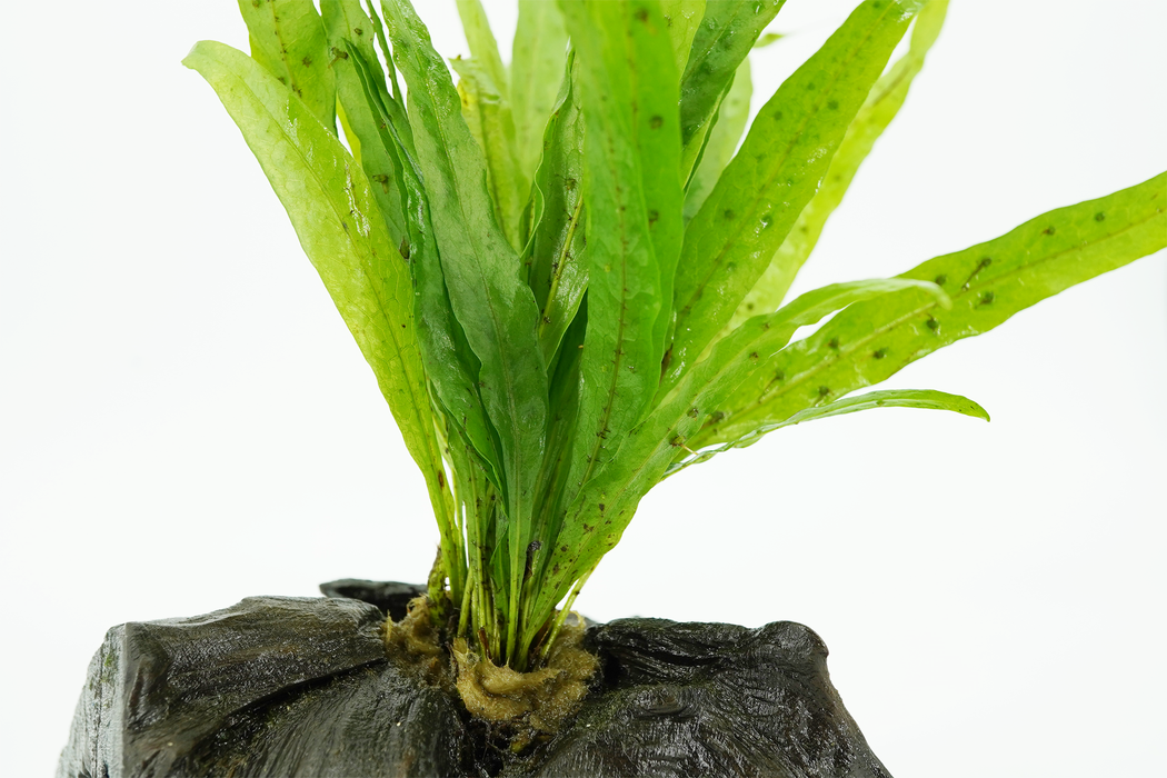 Java Fern - Microsorum Pteropus 10 cm - Driftwood