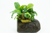 Bucephalandra Green Wavy - Driftwood