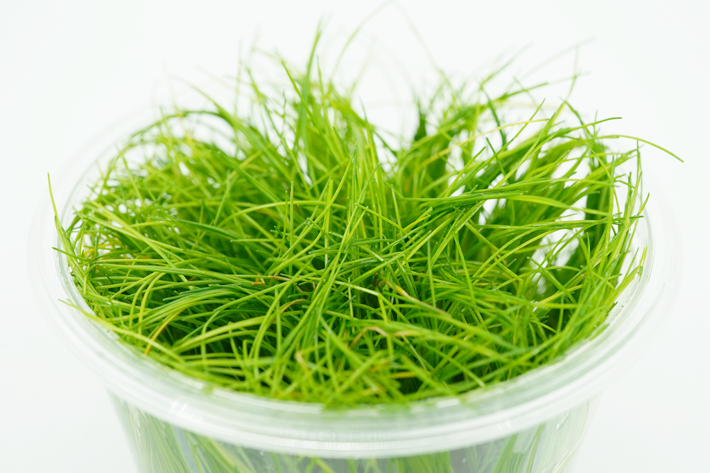 Tropica Eleocharis acicularis mini Hairgrass 1-2-GROW Aquarium Tropica Eleocharis acicularis mini Hairgrass 1-2-GROW Aquarium