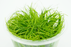 Dwarf Hairgrass - Eleocharis Acicularis - Tissue Culture