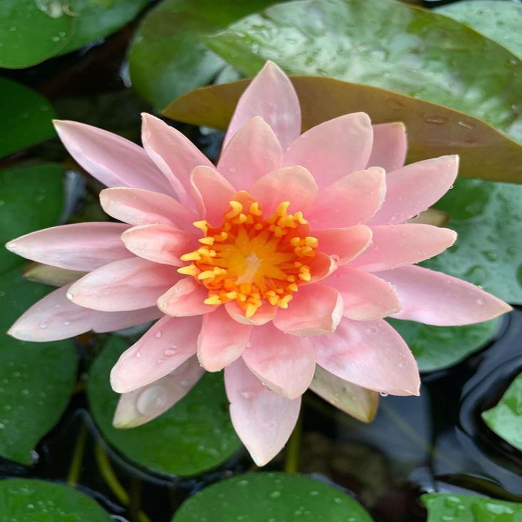 Hardy — GreenproAquatic