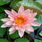 Hardy Water Lily - Nymphaea Colorado (Orange) - Tuber