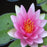 Hardy Water Lily - Nymphaea Fabiola (Pink) - Tuber