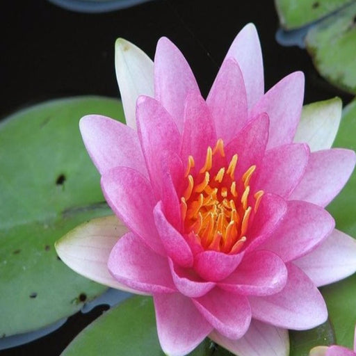 Hardy Water Lily - Nymphaea Fabiola (Pink) - Tuber