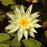 Hardy Water Lily - Nymphaea Inner Light (Yellow) - Tuber