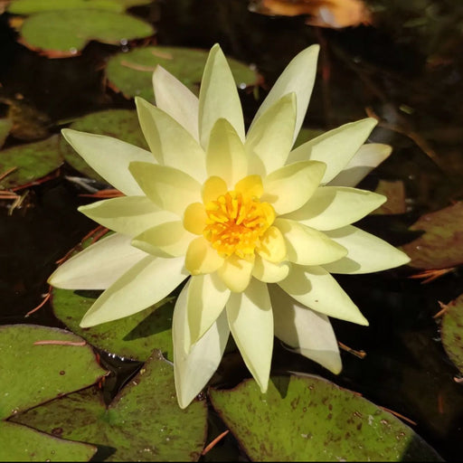 Hardy Water Lily - Nymphaea Inner Light (Yellow) - Tuber