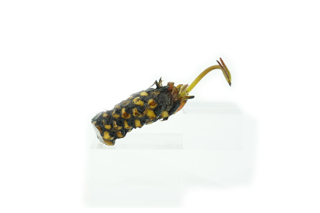 Hardy Water Lily - Nymphaea Mangkala Ubol (Yellow + Orange) - Tuber
