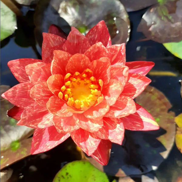 red water lily flower Hardy Water Lily - Nymphaea Wanvisa (Red)