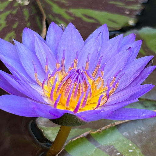 Tropical Water Lily - Nymphaea Geena (Blue) - Tuber