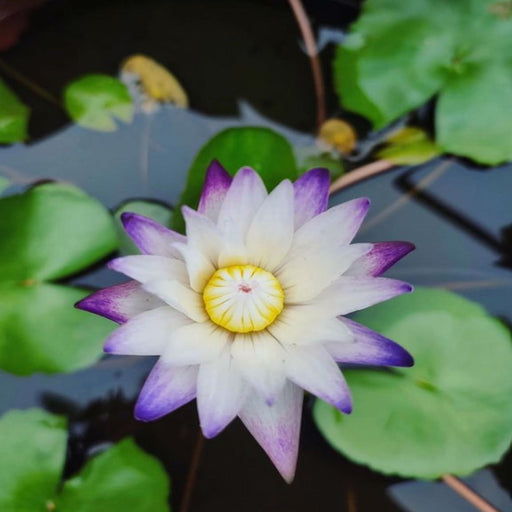 Tropical Water Lily - Nymphaea Purple Joy (White + Purple) - Tuber