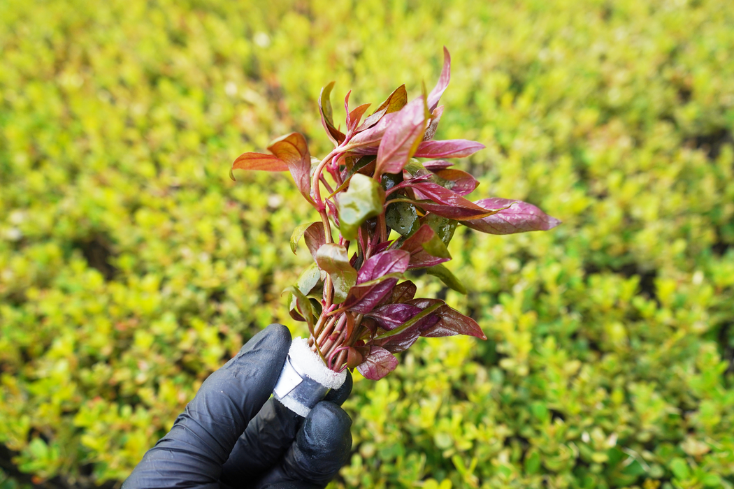 Alternanthera Lilacina - Bundle