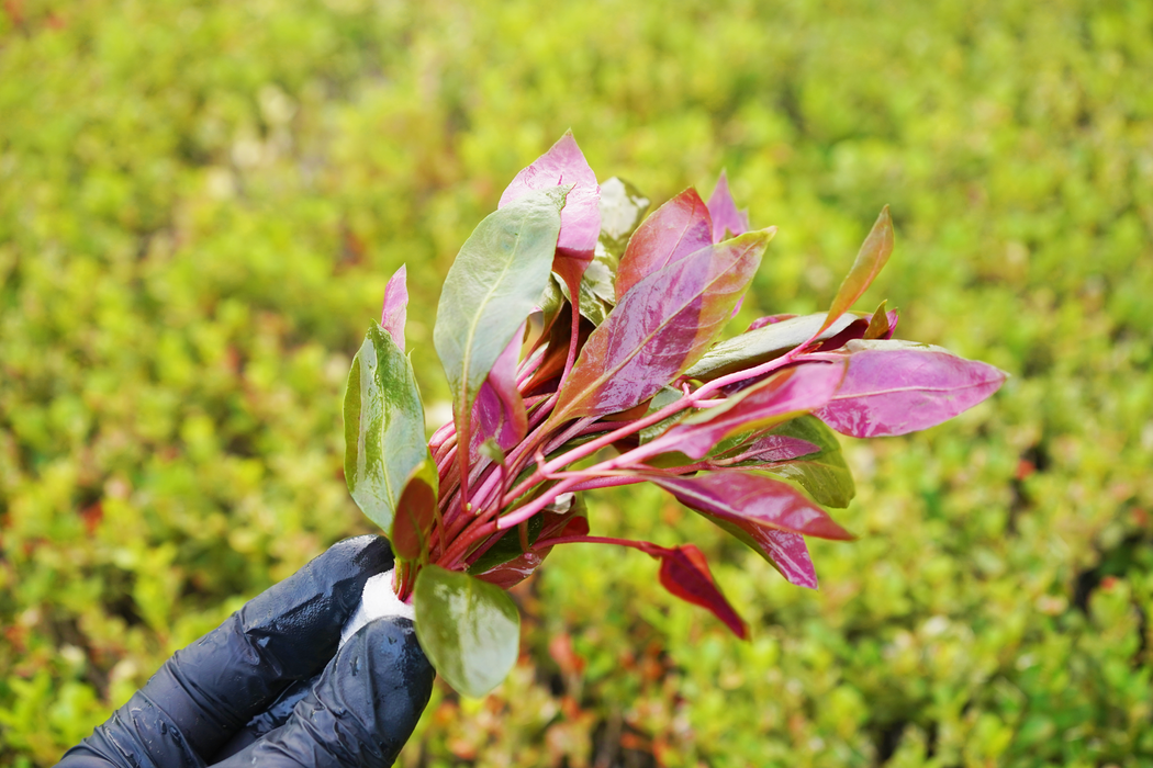 Alternanthera Reineckii Rosaefolia - Bundle