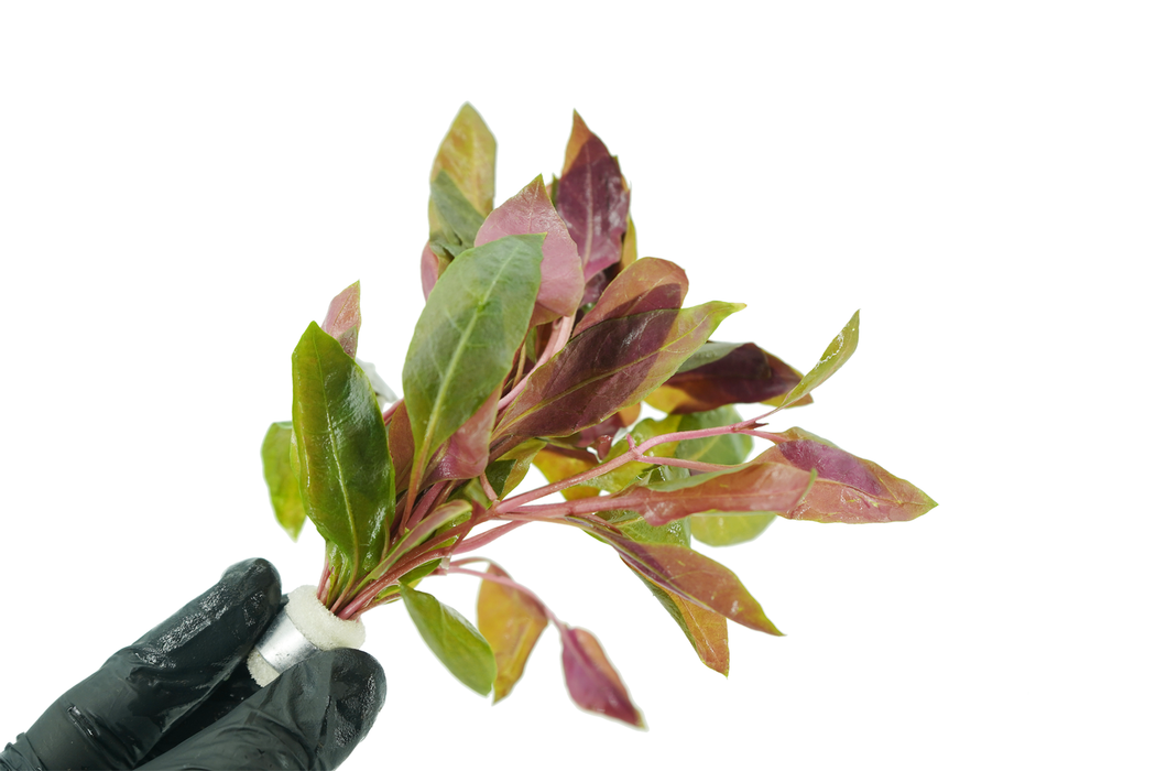 Alternanthera Reineckii Rosaefolia - Bundle