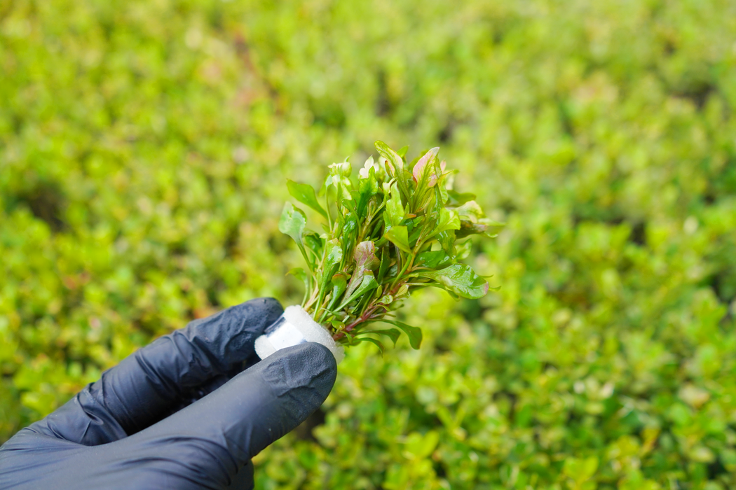 Alternanthera Reineckii Variegatus- Bundle