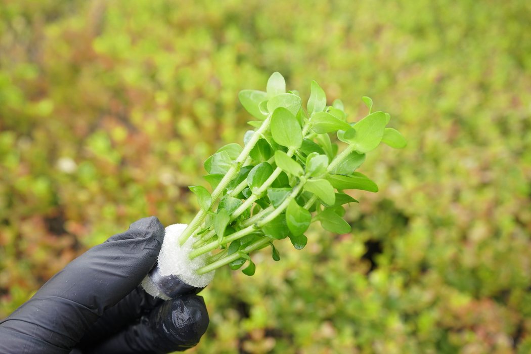 Bacopa Caroliniana - Bacopa Amplexicaulis - Bundle