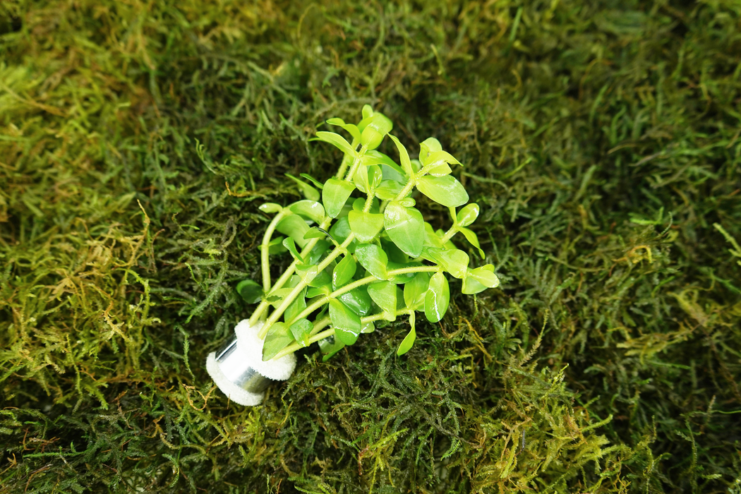 Bacopa Caroliniana - Bacopa Amplexicaulis - Bundle