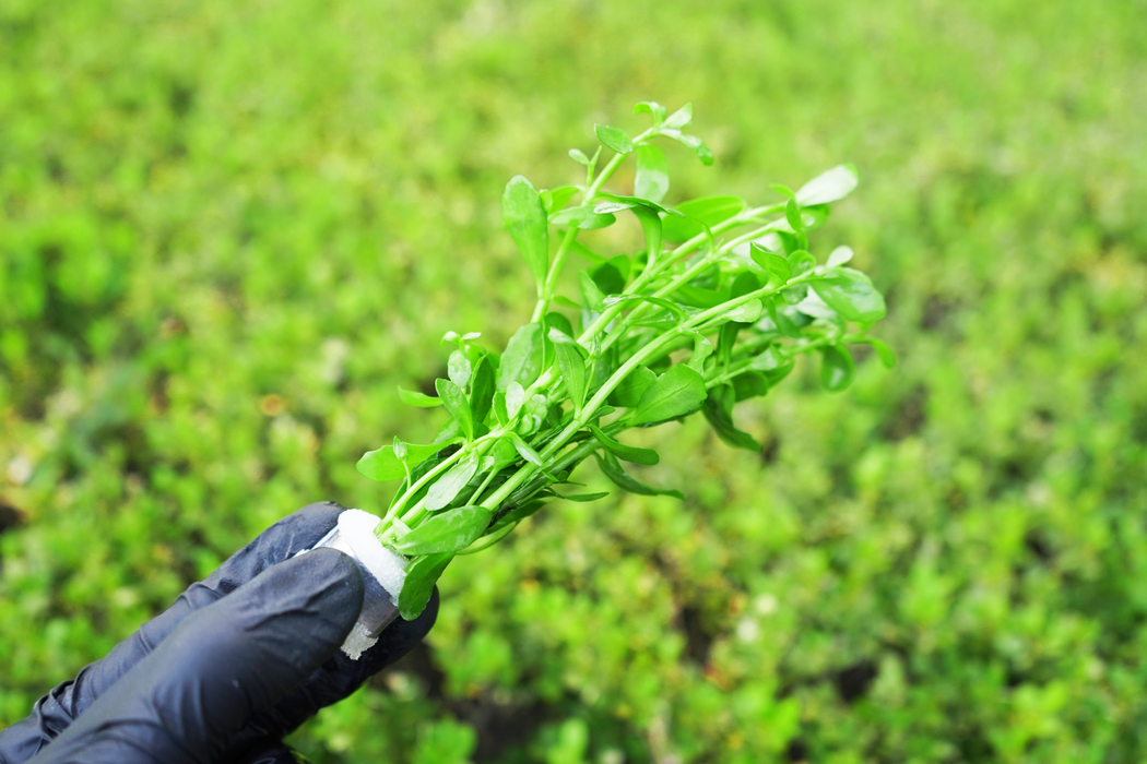 Bacopa Moneywort - Bacopa Monnieri - Bundle