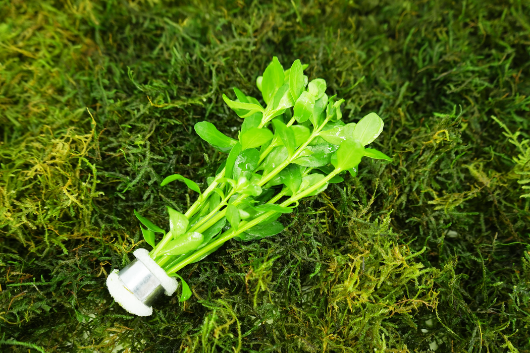 Bacopa Moneywort - Bacopa Monnieri - Bundle