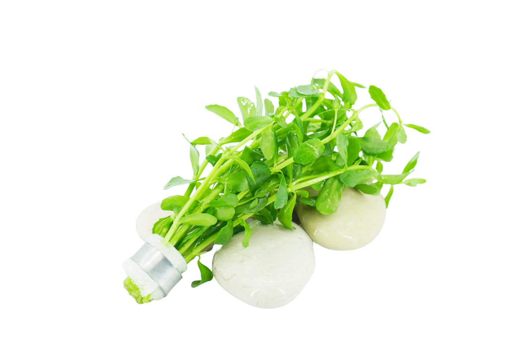 Bacopa Moneywort - Bacopa Monnieri - Bundle