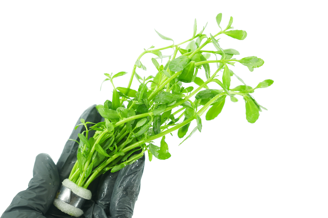 Bacopa Moneywort - Bacopa Monnieri - Bundle