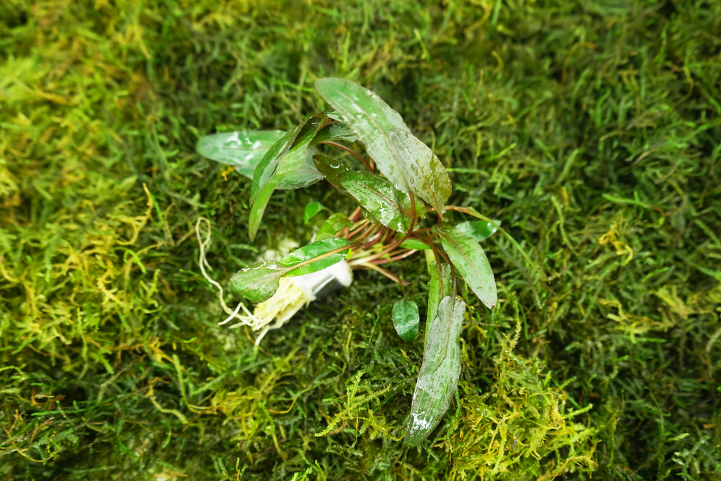 Cryptocoryne Wendtii Brown - Bundle