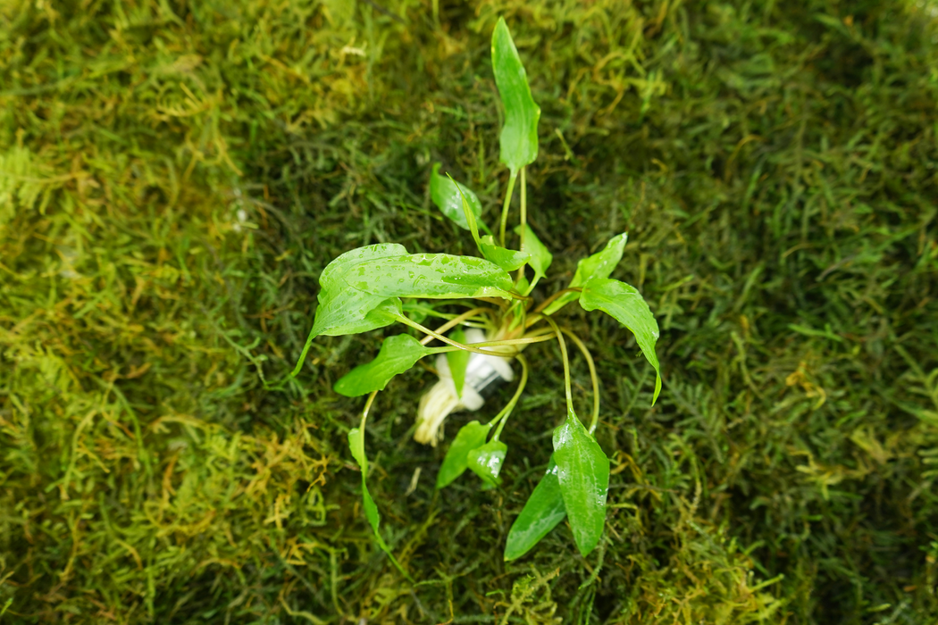 Cryptocoryne Wendtii Green - Bundle