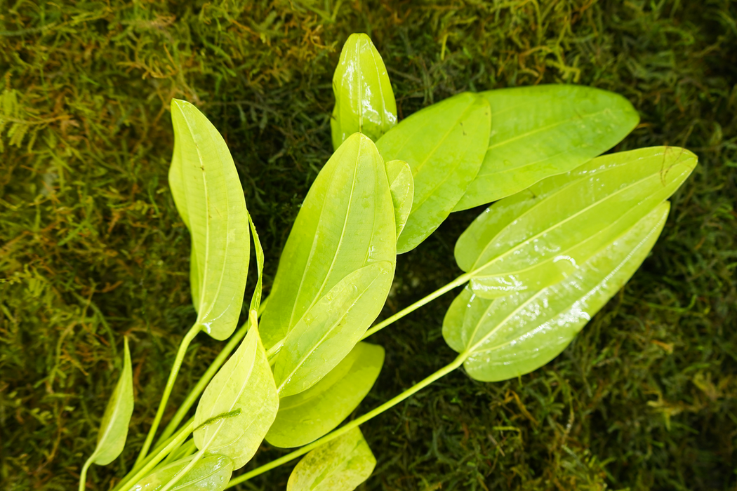 Amazon Sword - Echinodorus Marble Queen - Bundle