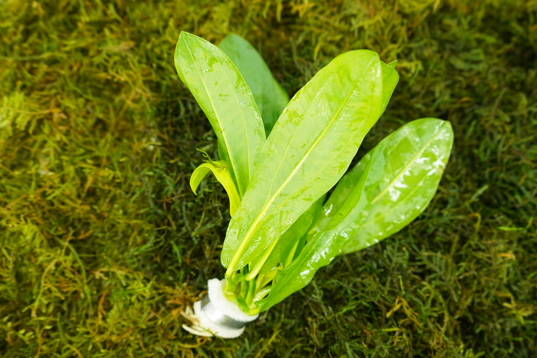 Amazon Sword - Echinodorus Martii Major - Bundle