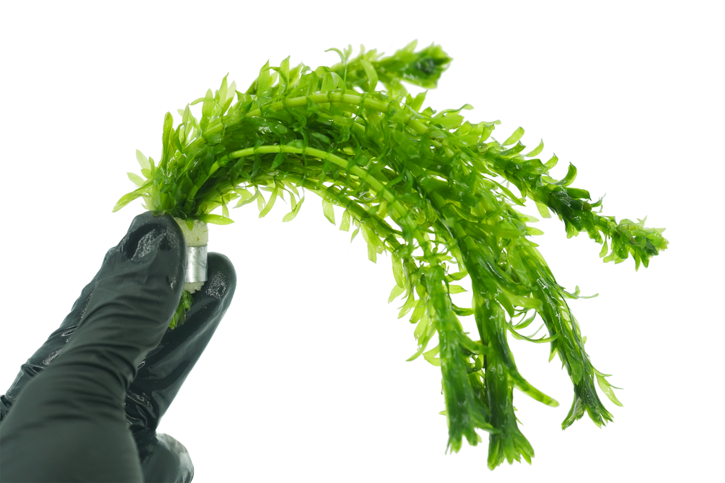 Anacharis - Elodea Densa - Bundle