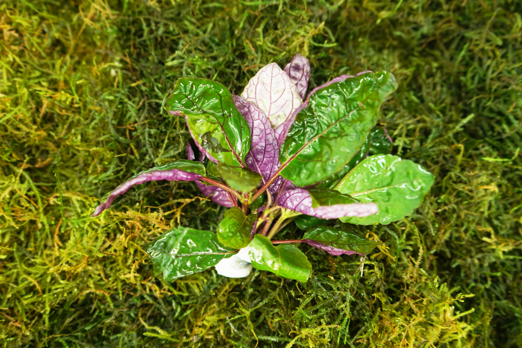 Purple Waffle - Hemigraphis Colorata - Bundle