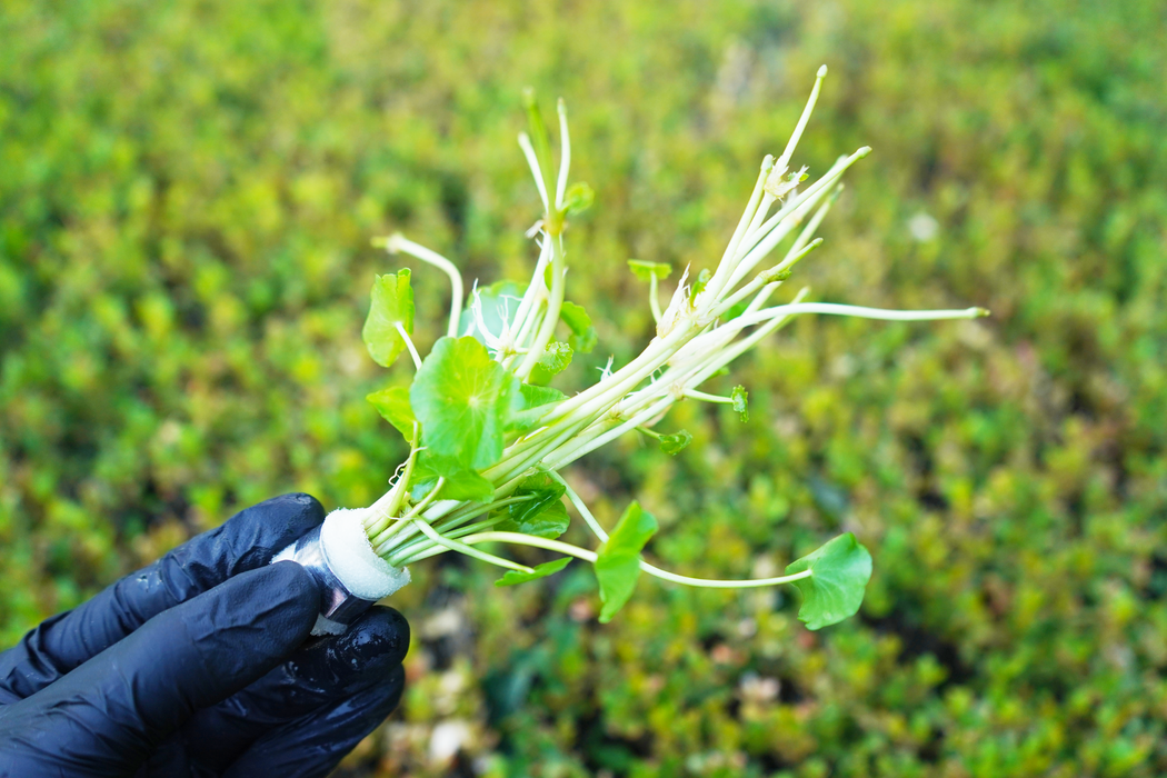 Brazilian Pennywort - Hydrocotyle Leucocephala - Bundle